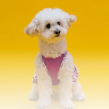 Groom To Bloom_Puppy2.jpg
