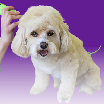 Groom To Bloom_Puppy4.jpg