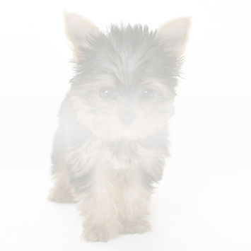 Groom To Bloom_Puppy1.jpg