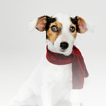 Groom To Bloom_Puppy2.jpg