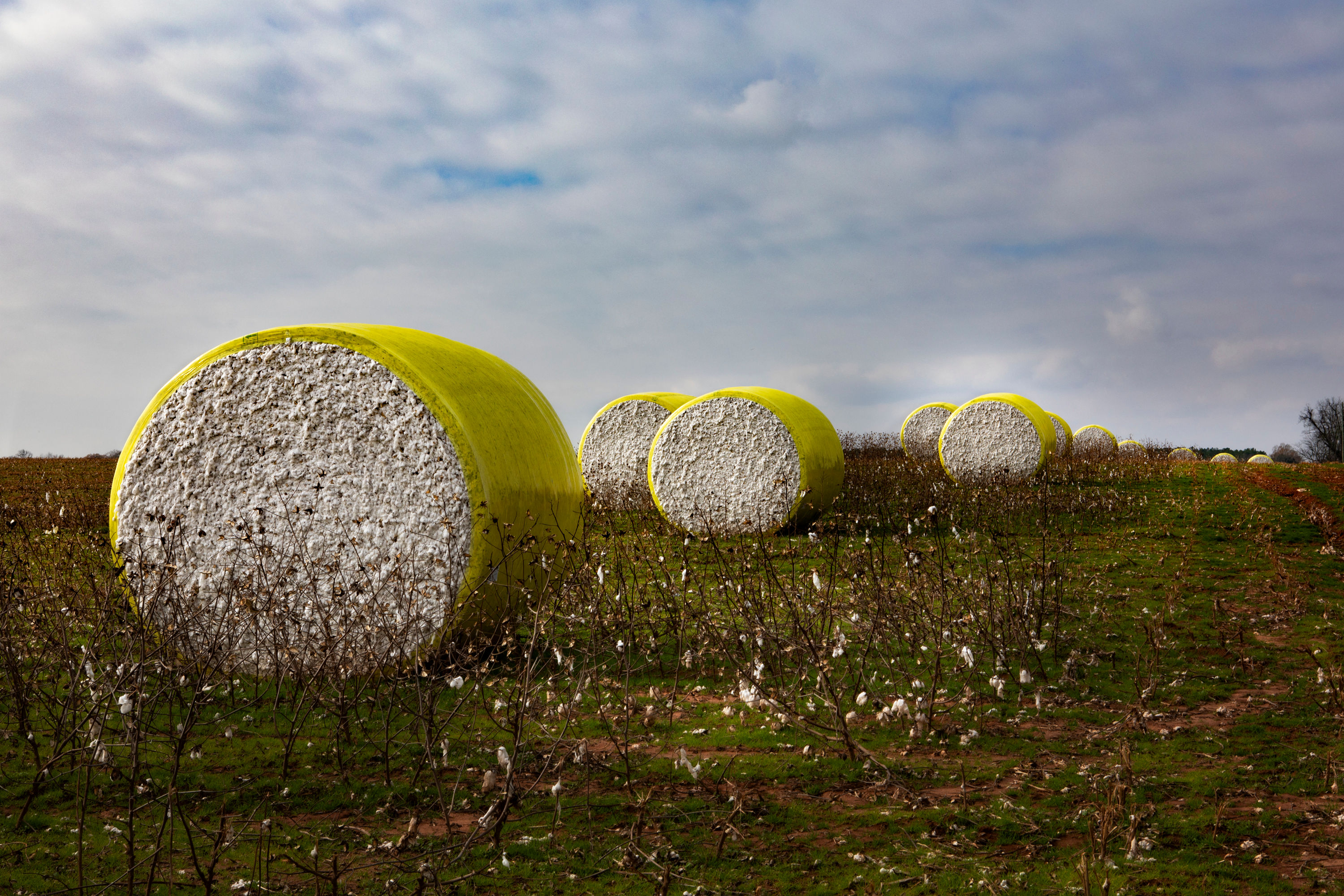 Cotton Harvest III
