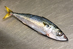 Mackerel 2.jpg