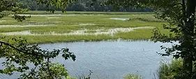 Manoomin, Wild Rice is carefully managed by the LRBOI Natural Resources Department.