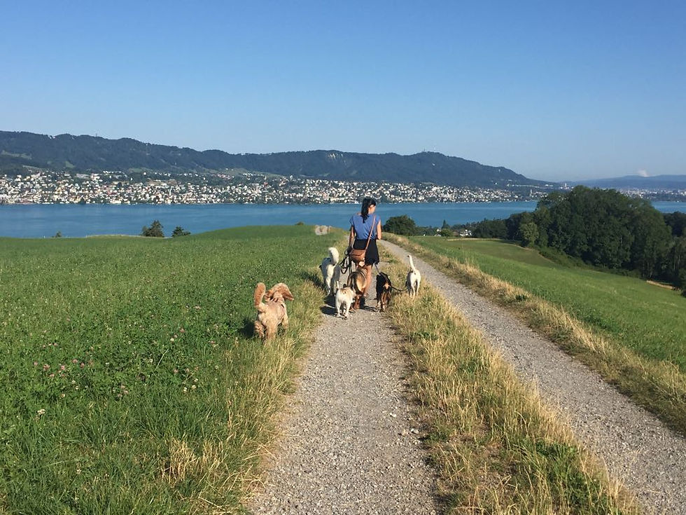 FBA-Tierbetreuung