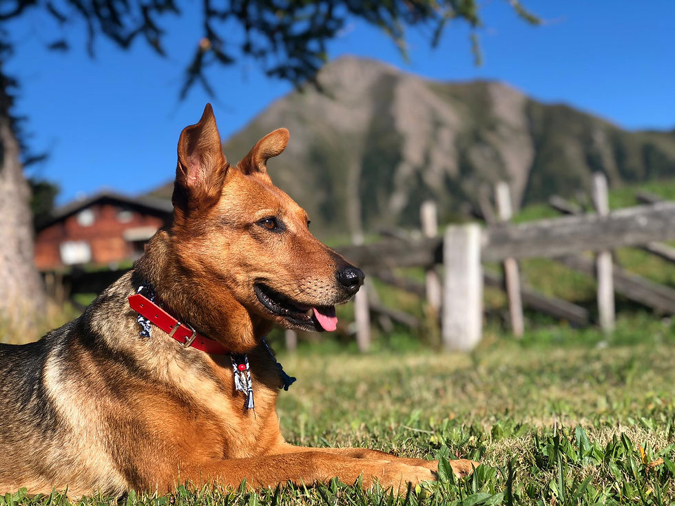 Hundetrainer:in Ausbildung PRO
