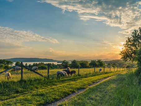 Regenza™ – Regenerative New Zealand Pastoral Agriculture