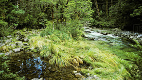 Protecting our Lakes and Waterways