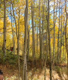 Golden aspen trees in autumn forest