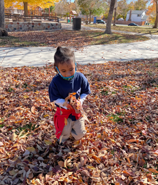 child playing in autumn leaves