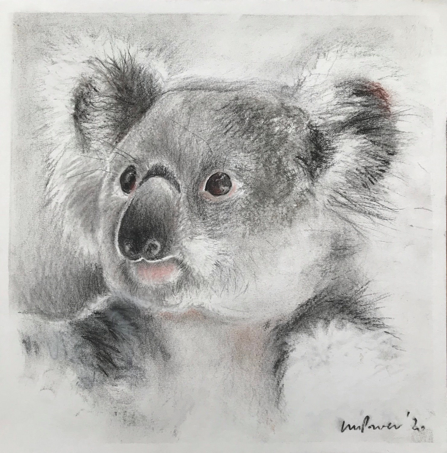 Koala charcoal drawing #03 - Koala’s for FNPW funds, a series