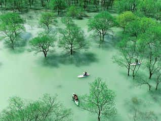 【最後のおさらい】白川湖の水没林を観に行く前にこれだけ読んで!