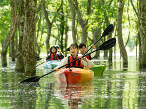 【口コミ大公開】評価4.9！「水没林カヌーツアー」で人生最高の冒険へ🛶✨