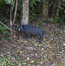 Practice Target