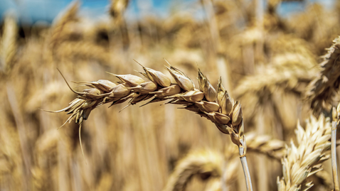 Biopreparatai javų pasėliuose apsaugo kviečių šaknis nuo patogeninių grybų