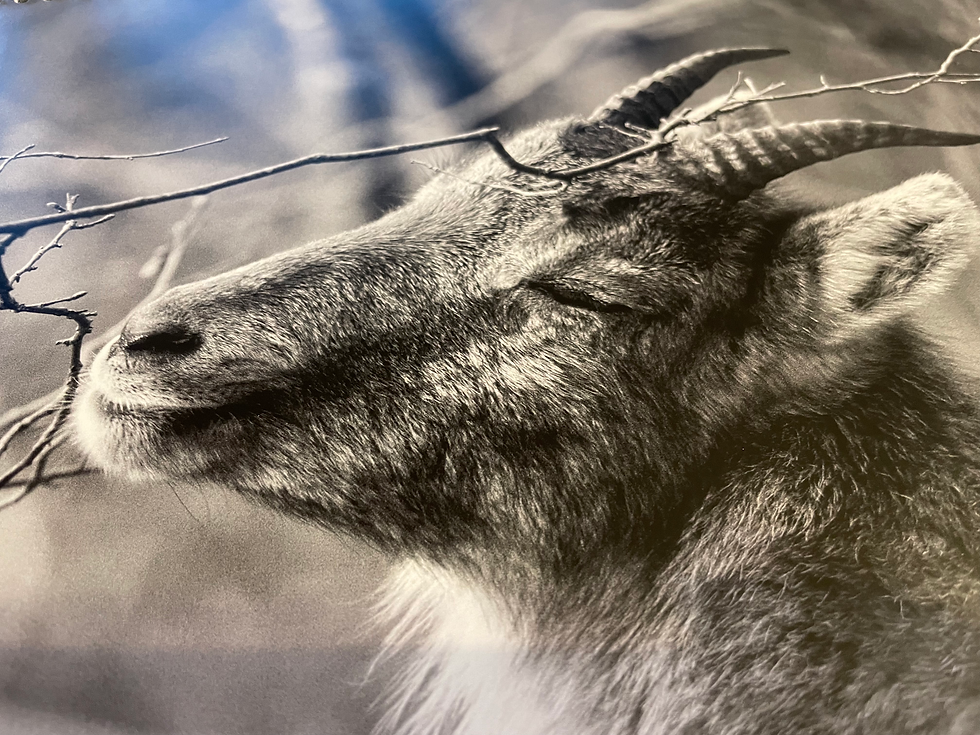 Miniature : Petricor Photography A3 Calendar 2025