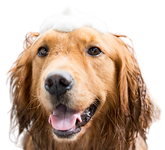 golden retriever bath