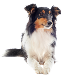 Collie, aussie, australian shephard