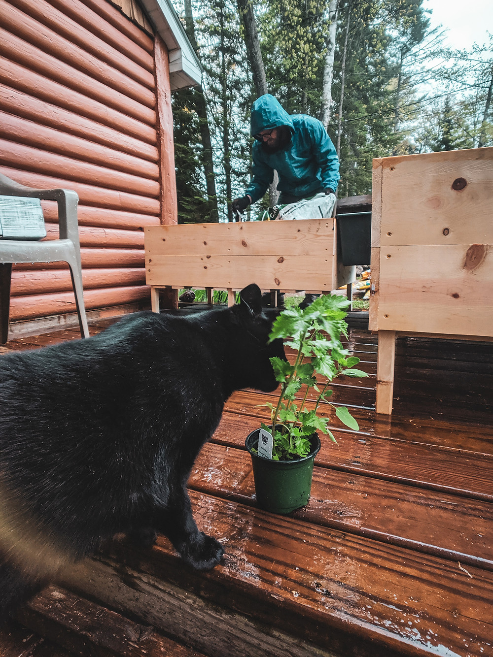 Black cat loving on catnip from our garden in Northern Michigan.