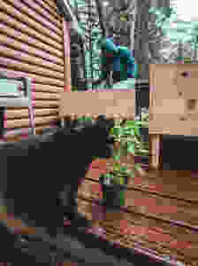 Black cat loving on catnip from our garden in Northern Michigan.