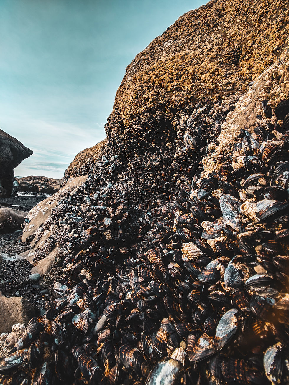 Sea life at Kalaloch Beach 4 near Forks, Washington during our PNW road trip.