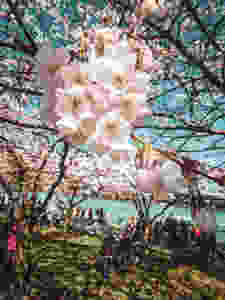 Cherry trees blossoming at the Japanese American Historical Plaza in Portland in the PNW.