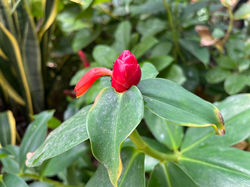 Mr Dee Chilling Hill Samui