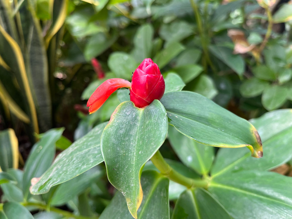 Mr Dee Chilling Hill Samui