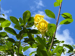 Mr Dee Chilling Hill Samui