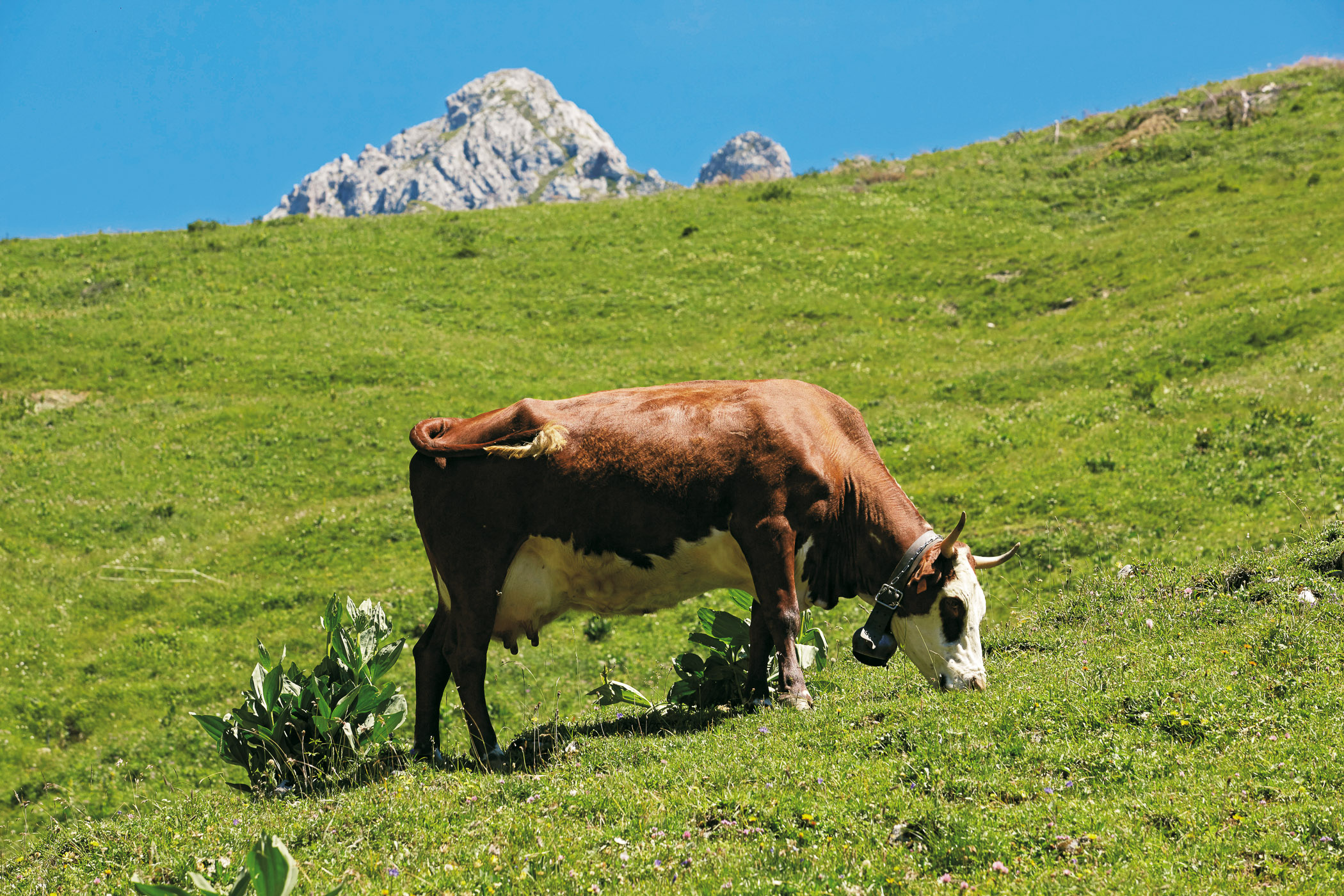 Nature Alpine