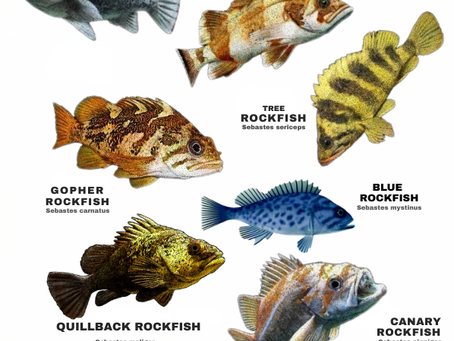 Fish of the Month Feature: Rockfish