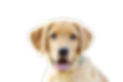 98161201_2968485569934109_8213362927617441792_n-removebg-preview.png