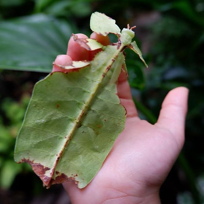 Giant Malaysian Leaf Insect (1).jpg