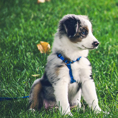 pexels-brett-sayles-1346086_edited.jpg