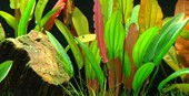Thumbnail: Tropica Echinodorus Red Diamond' 074D