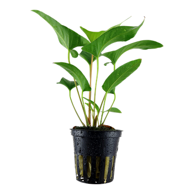 Tropica Anubias Gracilis 101D