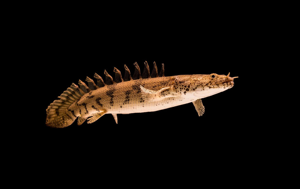 Saddled-Bichir