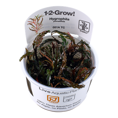 Hygrophila Pinnatifida