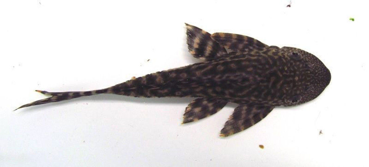 3" Common Pleco