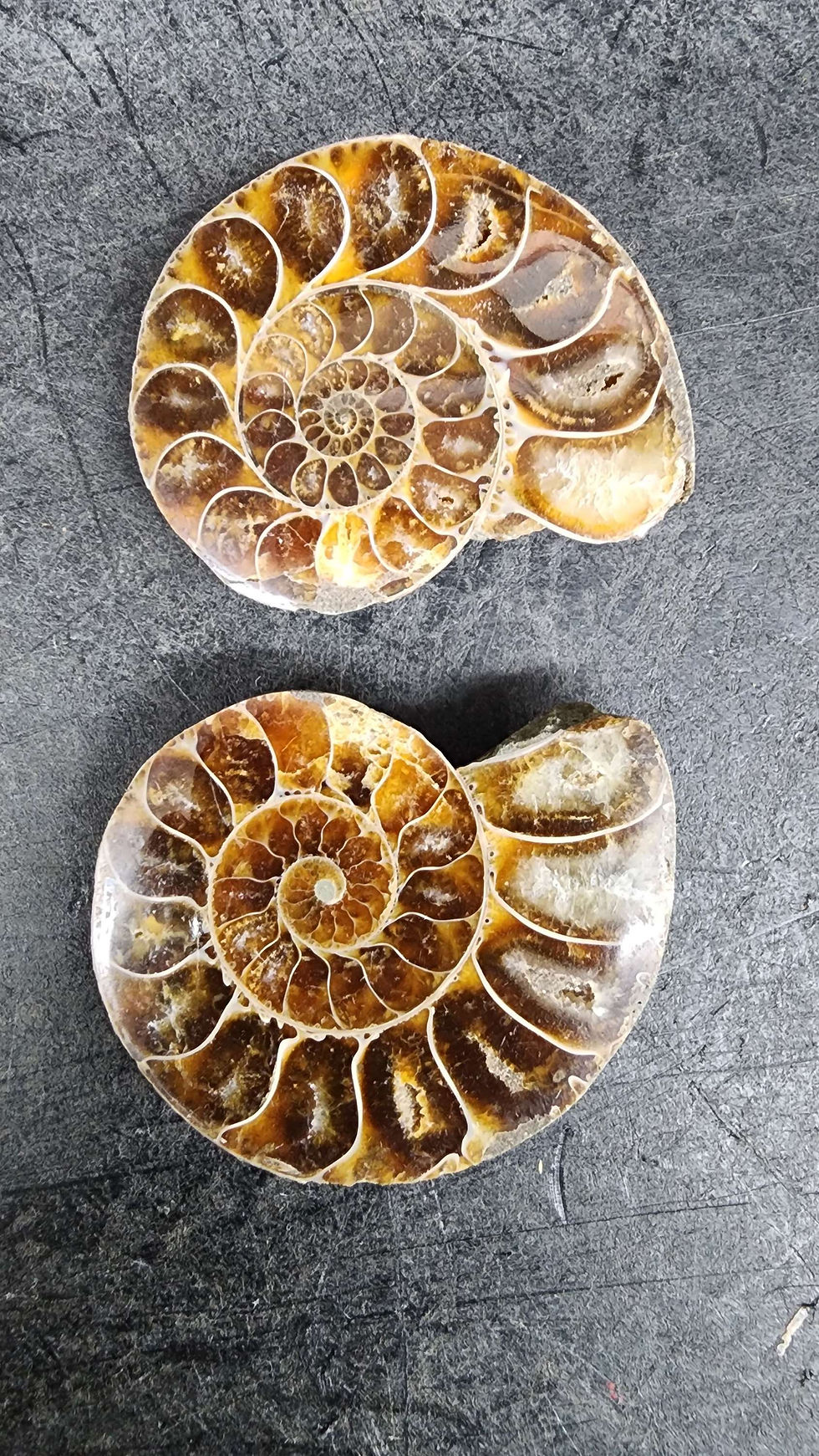 Thumbnail: Ammonite Cut and Polished Pairs