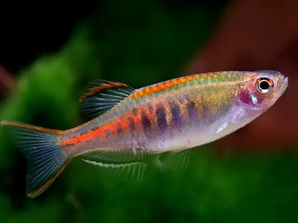 Glowlight Danio