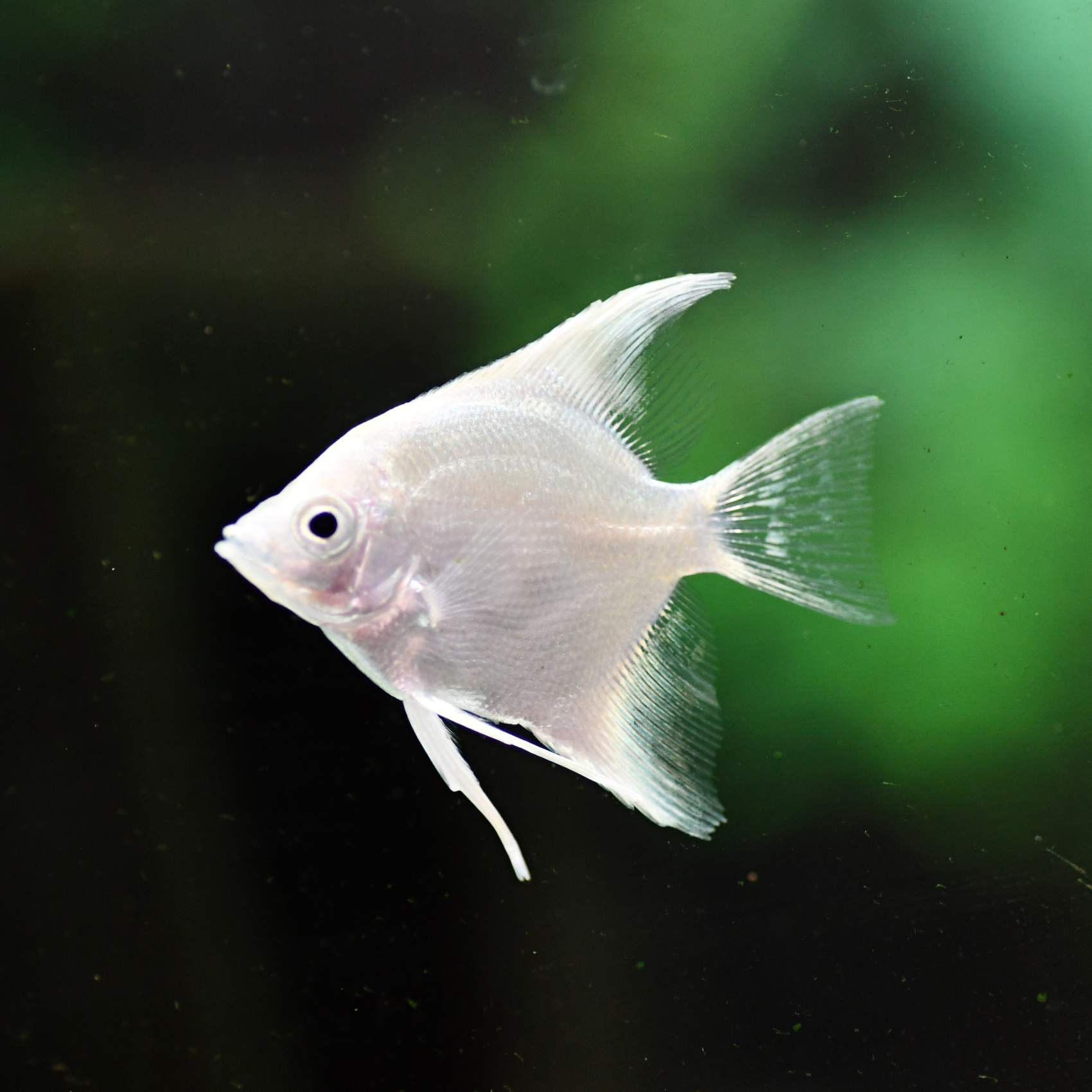 Platinum Angelfish