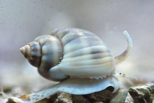 Nassarius Snail
