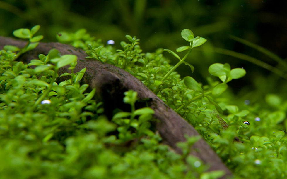 Thumbnail: Tropica Micranthemum Tweediei 'Monte Carlo' 025 TC