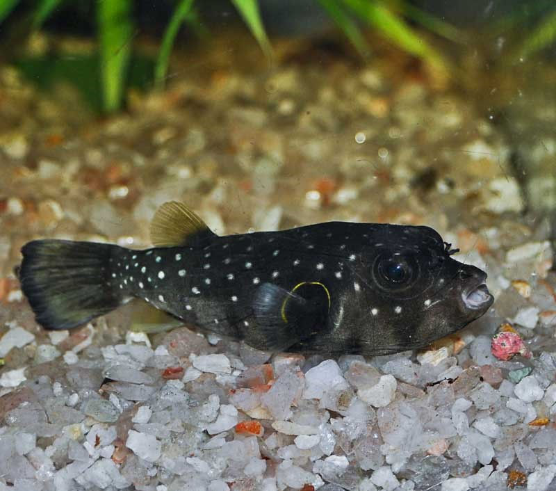 Living Aquarium Cambridge Aquarium 652 Street North, Cambridge, ON, Canada