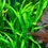 Thumbnail: Tropica Microsorum Pteropus 'Narrow' 008A