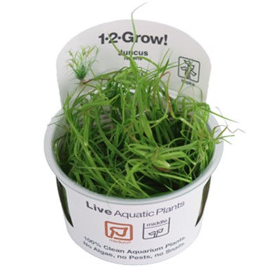 Tropica Juncus Repens 133F TC