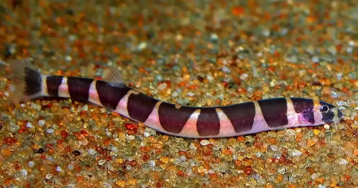 Giant Kuhli Loach