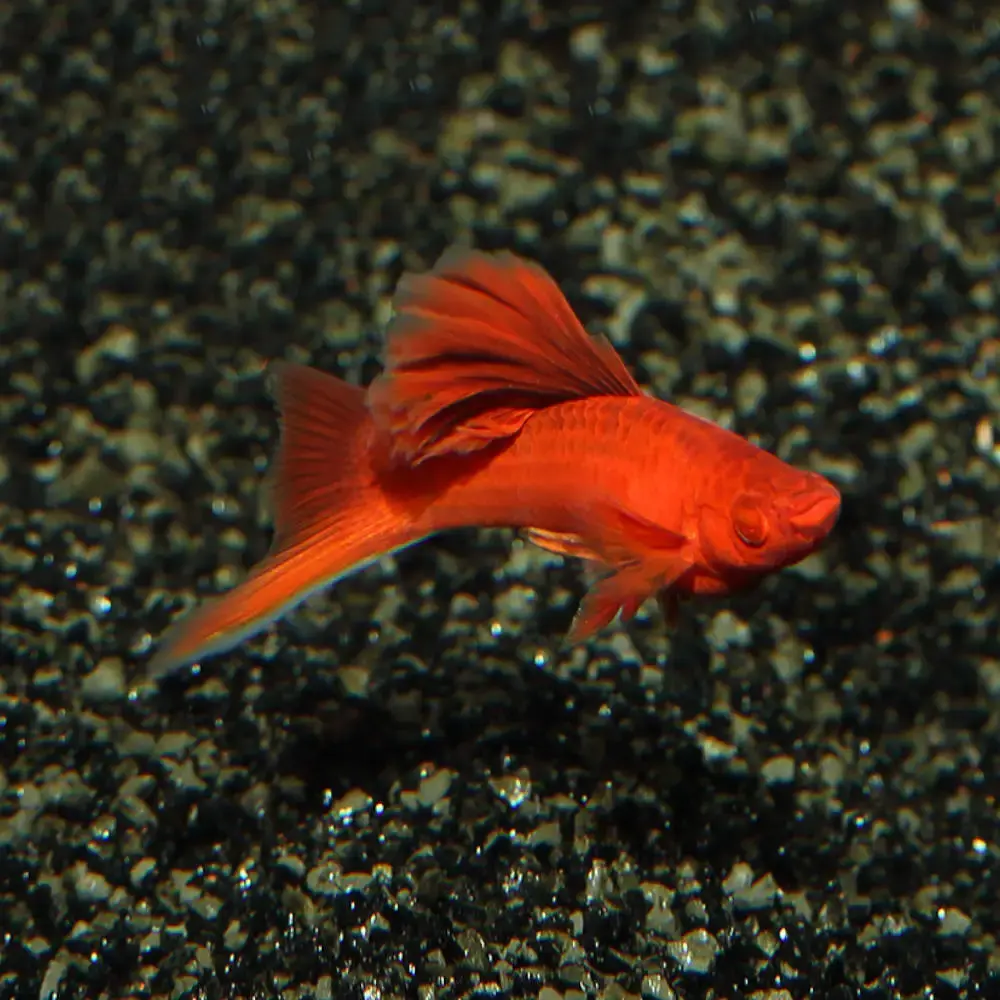 Red Firecracker Swordtail