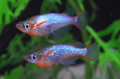 Fancy Rice Fish Daisy Ricefish | Living Aquarium