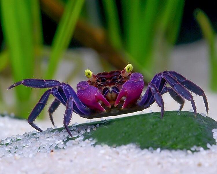 Purple Vampire Crab